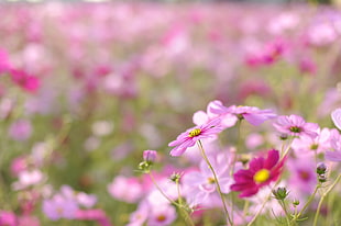 selective focus photography of pink Cosmos flower HD wallpaper