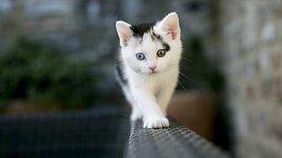 white and black kitten, nature, cat, heterochromia, kittens HD wallpaper