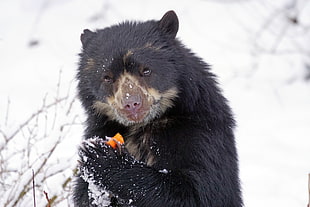 black panda holding orange food during winter season
