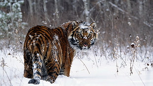 orange tiger, tiger, snow, animals, looking back HD wallpaper