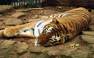 tiger lying on a soil