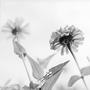 grey scale photo of flower close up HD wallpaper