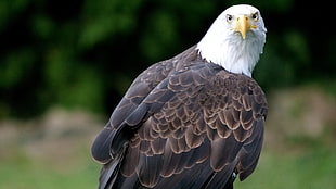selective focus photography of Bald Eagle