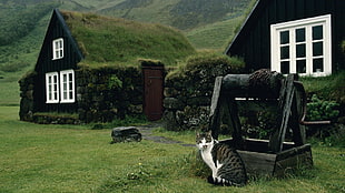 adult silver tabby cat, Iceland, landscape