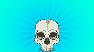 skull decor HD wallpaper