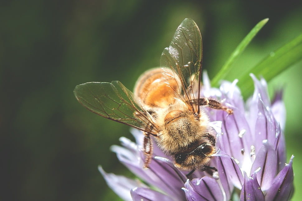 yellow honeybee and purple chive flower HD wallpaper