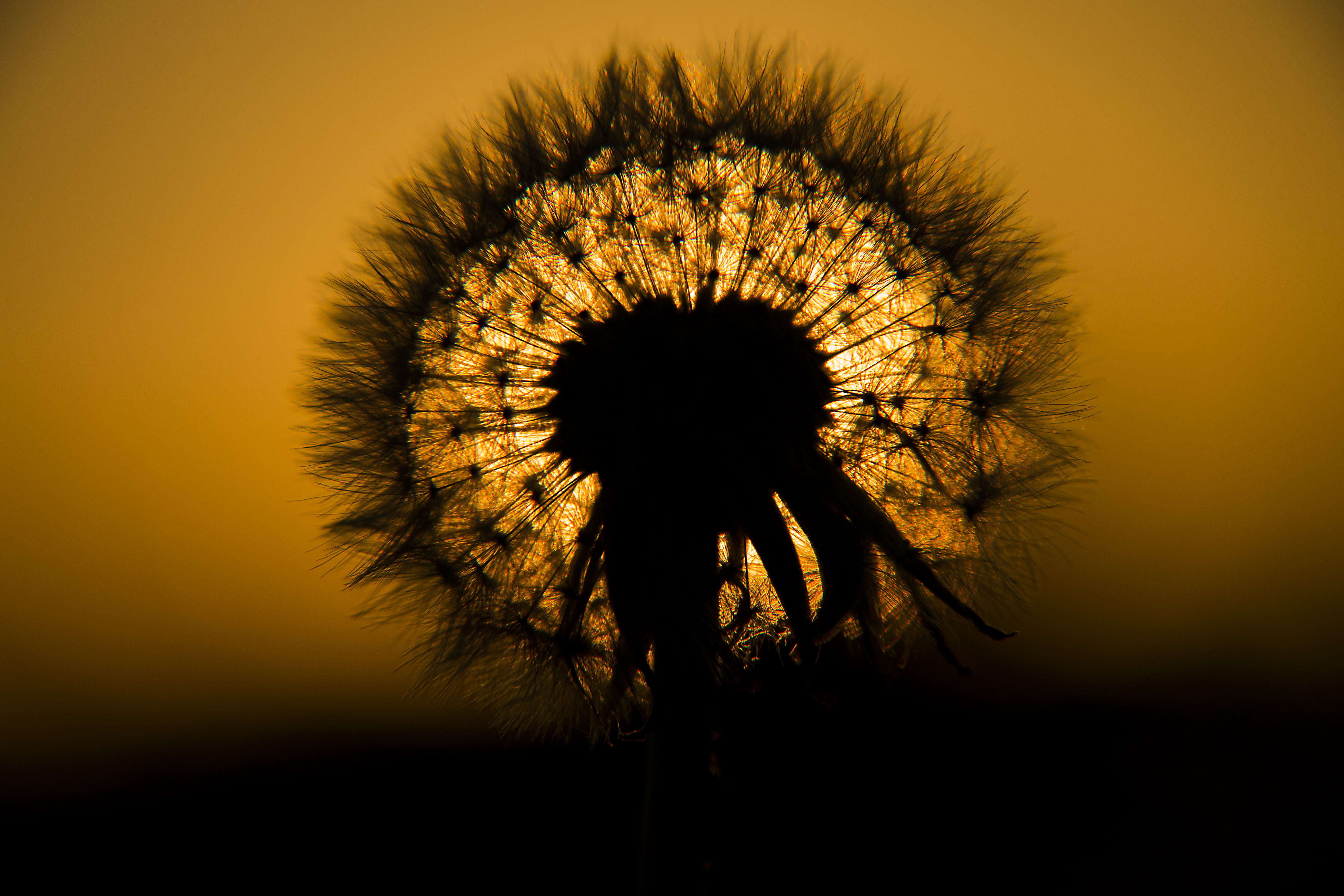 silhouette photo of dandelion