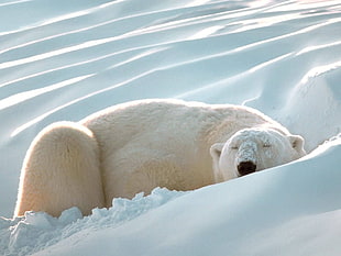 polar bear sleeping on snow during daytime