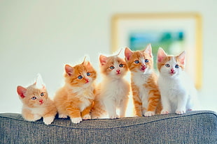 white-and-brown Persian kittens on shallow photography