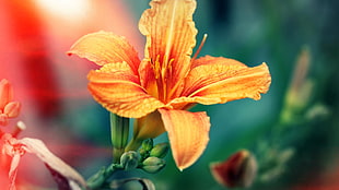 orange petaled flower, macro, flowers, hibiscus, orange flowers HD wallpaper