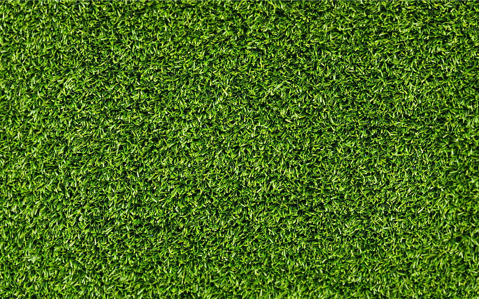 green grass, grass, texture HD wallpaper