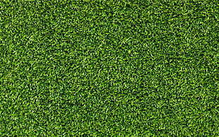 green grass, grass, texture HD wallpaper
