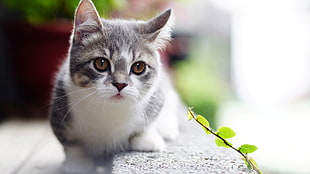 gray and white kitten, cat, animals