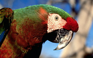 shallow focus photography of green and red parrot