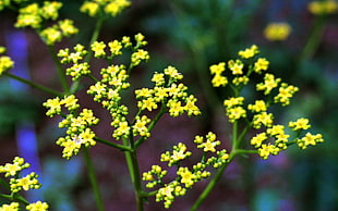 yellow clustered flowers in selective focus photography