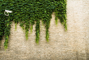 green grass on wall with security camera HD wallpaper