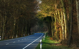 white and grey asphalt road, nature