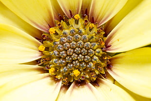 macro photography yellow Calendula flower