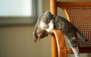 shallow focus photography of silver Tabby cat playing on brown wooden armchair