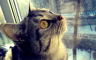 cat facing glass window looking up
