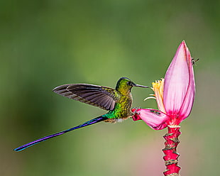 green and purple hummingbird perched on pink flower