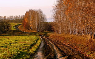 dirt road between grass field and woods