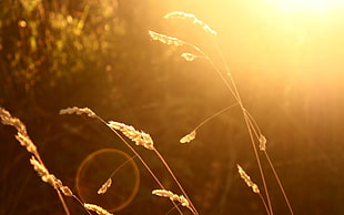 white wheat, wheat, sunlight, blurred, nature