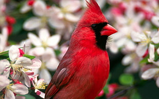 soft photography of red Cardinal bird