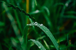 grass, dew, green, drop HD wallpaper