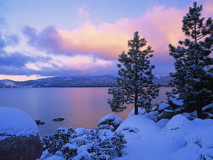 snow covered green pine trees beside body of water during sunrise