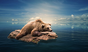 bear on wooden board at sea HD wallpaper