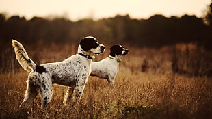 two white-and-black short-coated dogs, dog, nature, animals