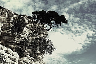 tree on cliff during cloudy day HD wallpaper
