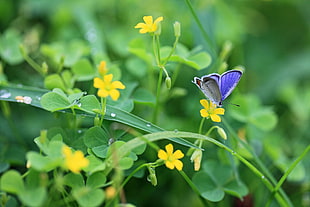 Butterflies,  Grass,  Flowers,  Light