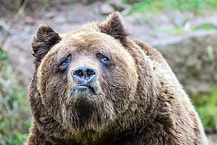 brown grizzly bear, bears, sadness, Grizzly bear, brown bear