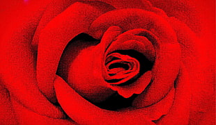 photography of red rose