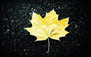 maple leaf HD wallpaper