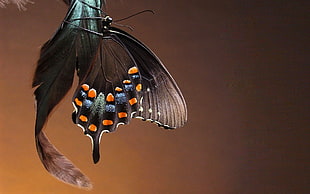 scenery of black butterfly HD wallpaper