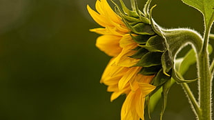 shallow focus photography of yellow sunflower during day time