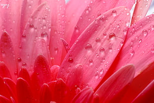 pink Gerbera Daisy with water drops HD wallpaper