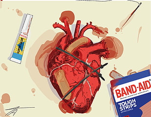 heart illustration, heart, anatomy