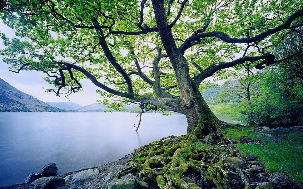 green leafed tree, trees, moss, lake, nature HD wallpaper
