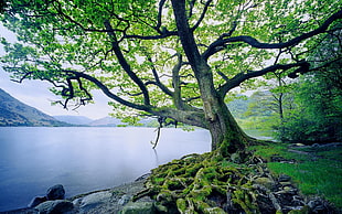 green leafed tree, trees, moss, lake, nature