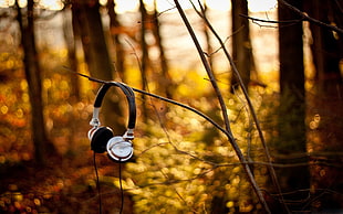 selective focus photography of grey headphones hanging on tree branch at daytime