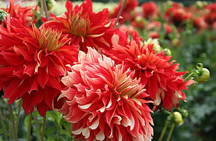 selective photo of red petaled flowers