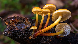 six yellow mushrooms on black tree branch in macro lens photography