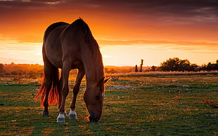 brown horse, horse, sunset