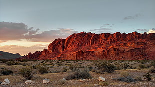 red mountain, Nevada, plants, desert