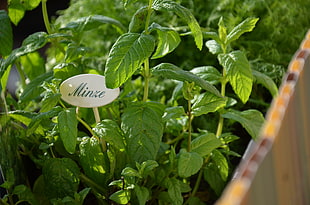 green Minze plant