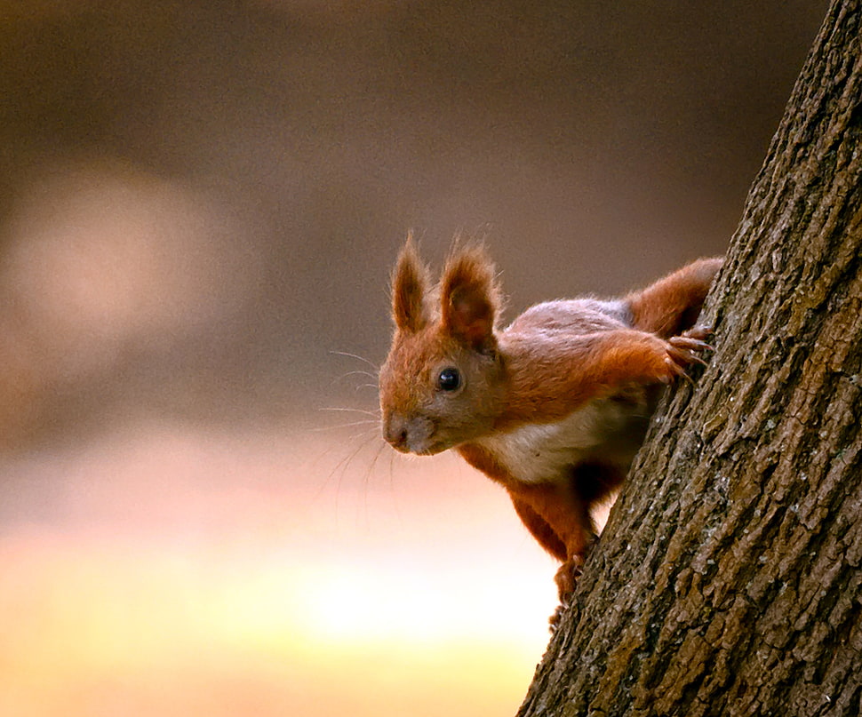 brown and white squirrel closeup photography HD wallpaper